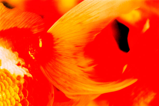 蜷川実花の画像 www.fashionsnap.com