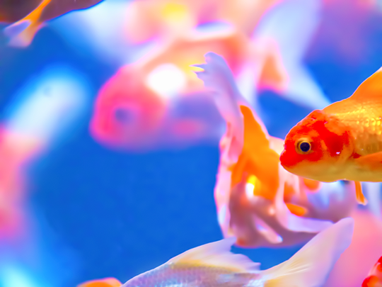 蜷川実花の画像 webcre8.jp