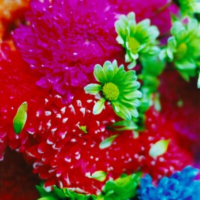 蜷川実花の画像 twitter.com