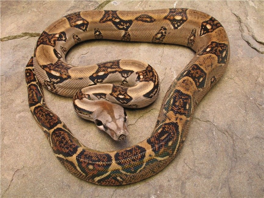 Boa constrictor essay image
